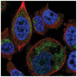 GDC Antibody, Novus Biologicals 25 &mu;L; Unconjugated:Antibodies, Polyclonal