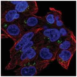 GDPD5 Antibody, Novus Biologicals 100&mu;L; Unlabeled:Antibodies, Polyclonal