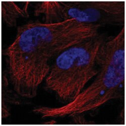 Gemin 5 Antibody, Novus Biologicals:Antibodies:Primary Antibodies
