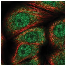 Gemin 7 Antibody, Novus Biologicals:Antibodies:Primary Antibodies