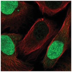 Geminin Antibody, Novus Biologicals 25 &mu;L, Unlabeled:Antibodies, Polyclonal