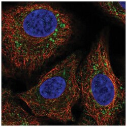 GFER/ALR Antibody, Novus Biologicals 25 &mu;L, Unlabeled:Antibodies, Polyclonal