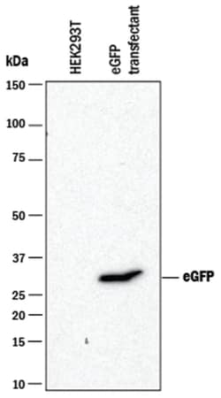 GFP Antibody, R D Systems 25&mu;g; Unlabeled:Antibodies, Monoclonal