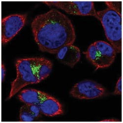 GGA2 Antibody, Novus Biologicals 25 &mu;L, Unlabeled:Antibodies, Polyclonal