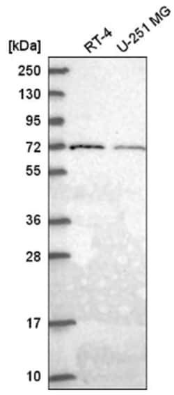 GGA2 Antibody, Novus Biologicals 100&mu;L; Unlabeled:Antibodies, Polyclonal