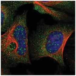 GilZ Antibody, Novus Biologicals 100&mu;L; Unlabeled:Antibodies, Polyclonal