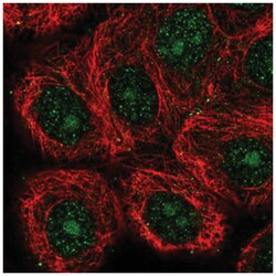 GIN-1 Antibody, Novus Biologicals 100&mu;L; Unlabeled:Antibodies, Polyclonal