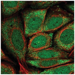 GK5 Antibody, Novus Biologicals 100&mu;L; Unlabeled:Antibodies, Polyclonal