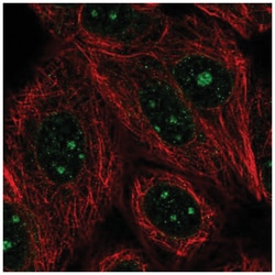 GLE1 Antibody, Novus Biologicals:Antibodies:Primary Antibodies
