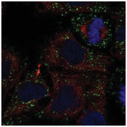 GLTPD2 Antibody, Novus Biologicals 25 &mu;L:Antibodies, Polyclonal