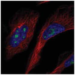 GLTSCR2 Antibody, Novus Biologicals:Antibodies:Primary Antibodies