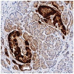 Human GLP-1 Antibody, R D Systems:Antibodies:Primary Antibodies