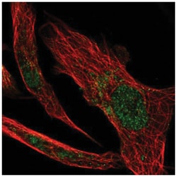 Glutathione Peroxidase 4/GPX4 Antibody, Novus Biologicals:Antibodies:Primary