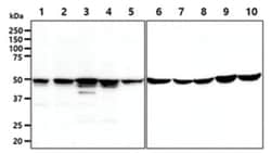 Glutathione Synthetase Mouse anti-Human, Clone: 12F2, Novus Biologicals