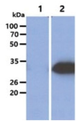 Glycine N-Methyltransferase/GNMT Mouse anti-Human, Clone: 5D1, Novus Biologicals 100 &mu;L | Buy Online | Novus Biologicals | Fisher Scientific