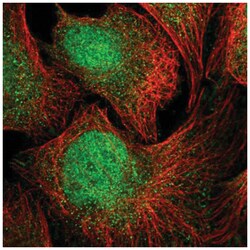 Glypican 5 Antibody, Novus Biologicals 100&mu;L; Unlabeled:Antibodies,