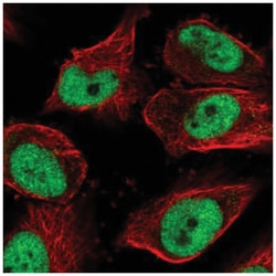 GMEB1 Antibody, Novus Biologicals 25 &mu;L:Antibodies, Polyclonal