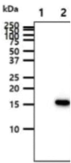 GMF-beta Mouse anti-Human, Clone: 44D8, Novus Biologicals 50&mu;L; Unlabeled:Antibodies,