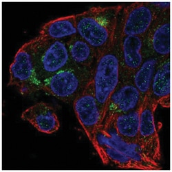 GOAT/MBOAT4 Antibody, Novus Biologicals 25 &mu;L, Unlabeled:Antibodies,