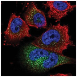 golgi transport 1 homolog B Antibody, Novus Biologicals 25 &mu;L, Unlabeled:Antibodies,