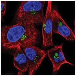Golgin 97 Antibody, Novus Biologicals 25 &mu;L:Antibodies, Polyclonal