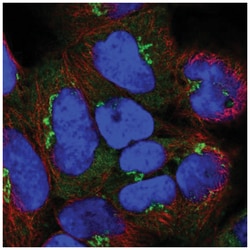 Golgin A8 Family, Member A Antibody, Novus Biologicals:Antibodies:Primary