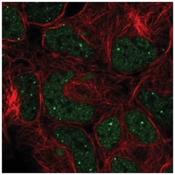 GON4L Antibody, Novus Biologicals 25 &mu;L, Unlabeled:Antibodies, Polyclonal