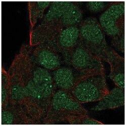 Goosecoid Antibody, Novus Biologicals 25 &mu;L; Unlabeled:Antibodies, Polyclonal