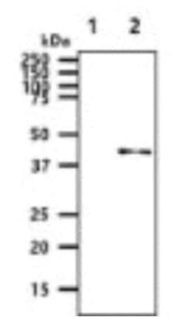 GOT2 Mouse anti-Human, Clone: 8B11, Novus Biologicals 100&mu;L; Unlabeled:Antibodies,