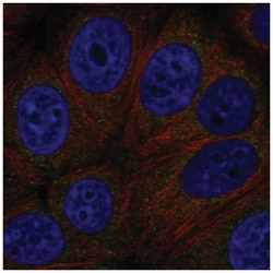 GPCR GPR89 Antibody, Novus Biologicals 100&mu;L; Unlabeled:Antibodies,