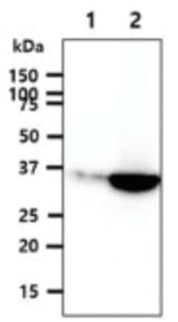 GPD1L Mouse anti-Human, Clone: 1.40E+03, Novus Biologicals:Antibodies:Primary