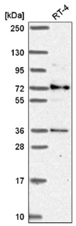 GPR108 Antibody, Novus Biologicals 100&mu;L; Unlabeled:Antibodies, Polyclonal