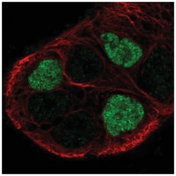 GPR161 Antibody, Novus Biologicals 100&mu;L; Unlabeled:Antibodies, Polyclonal