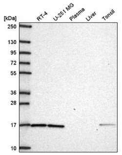 GPR177/WLS Antibody, Novus Biologicals 100&mu;L; Unlabeled:Antibodies,