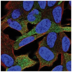 GPRASP1 Antibody, Novus Biologicals 25 &mu;L, Unlabeled:Antibodies, Polyclonal