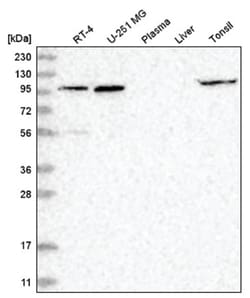GPRIN1 Antibody, Novus Biologicals 100&mu;L; Unlabeled:Antibodies, Polyclonal