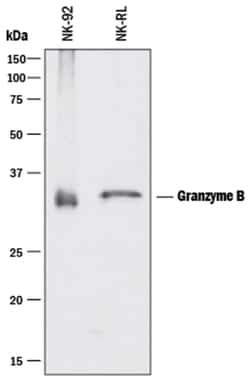 Human Granzyme B Antibody, R D Systems 100&mu;g; Unlabeled:Antibodies,