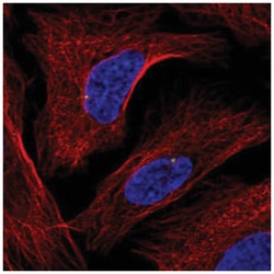 GRAP Antibody, Novus Biologicals 100&mu;L; Unlabeled:Antibodies, Polyclonal