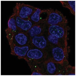 GRASP Antibody, Novus Biologicals 25 &mu;L:Antibodies, Polyclonal