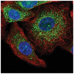 GRB10 Antibody, Novus Biologicals:Antibodies:Primary Antibodies