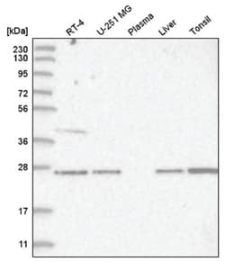GRB2 Antibody, Novus Biologicals:Antibodies:Primary Antibodies