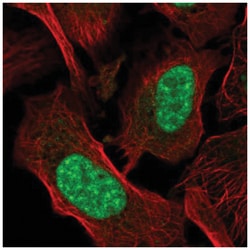 GRG (Groucho homolog) Antibody, Novus Biologicals:Antibodies:Primary Antibodies