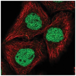 GRHL2 Antibody, Novus Biologicals:Antibodies:Primary Antibodies