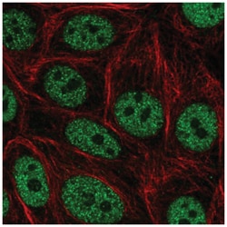 GRHL3 Antibody, Novus Biologicals:Antibodies:Primary Antibodies