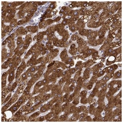 Growth Hormone R Antibody, Novus Biologicals 100&mu;L; Unlabeled:Antibodies,