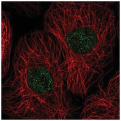 GSG2 Antibody, Novus Biologicals:Antibodies:Primary Antibodies