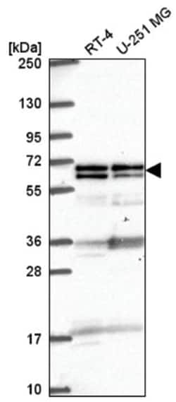 GTF3C5 Antibody, Novus Biologicals:Antibodies:Primary Antibodies