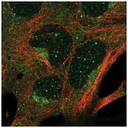 GTP-binding protein 1 Antibody, Novus Biologicals 100&mu;L; Unlabeled:Antibodies,