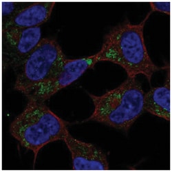 GVQW1 Antibody, Novus Biologicals:Antibodies:Primary Antibodies