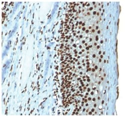 H1F0 Mouse anti-Human, Mouse, Rat, Clone-r1415-1, Novus Biologicals:Antibodies:Primary